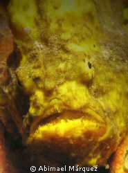 Frogfish by Abimael Márquez 